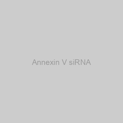 Annexin V siRNA